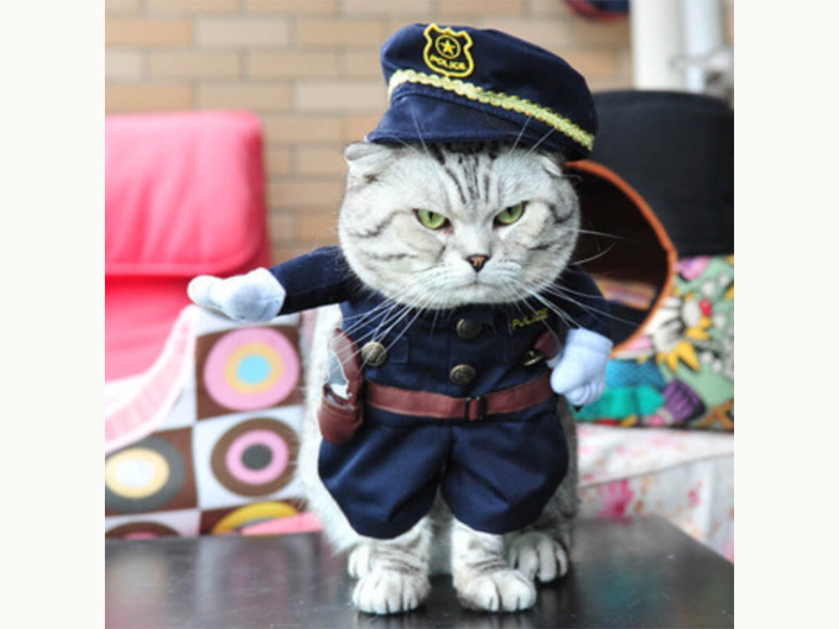 Aipaws Cat Police Costume猫咪警官服正面实穿