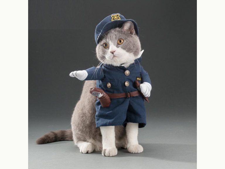 猫咪走动时警官服假手形成敬礼错觉