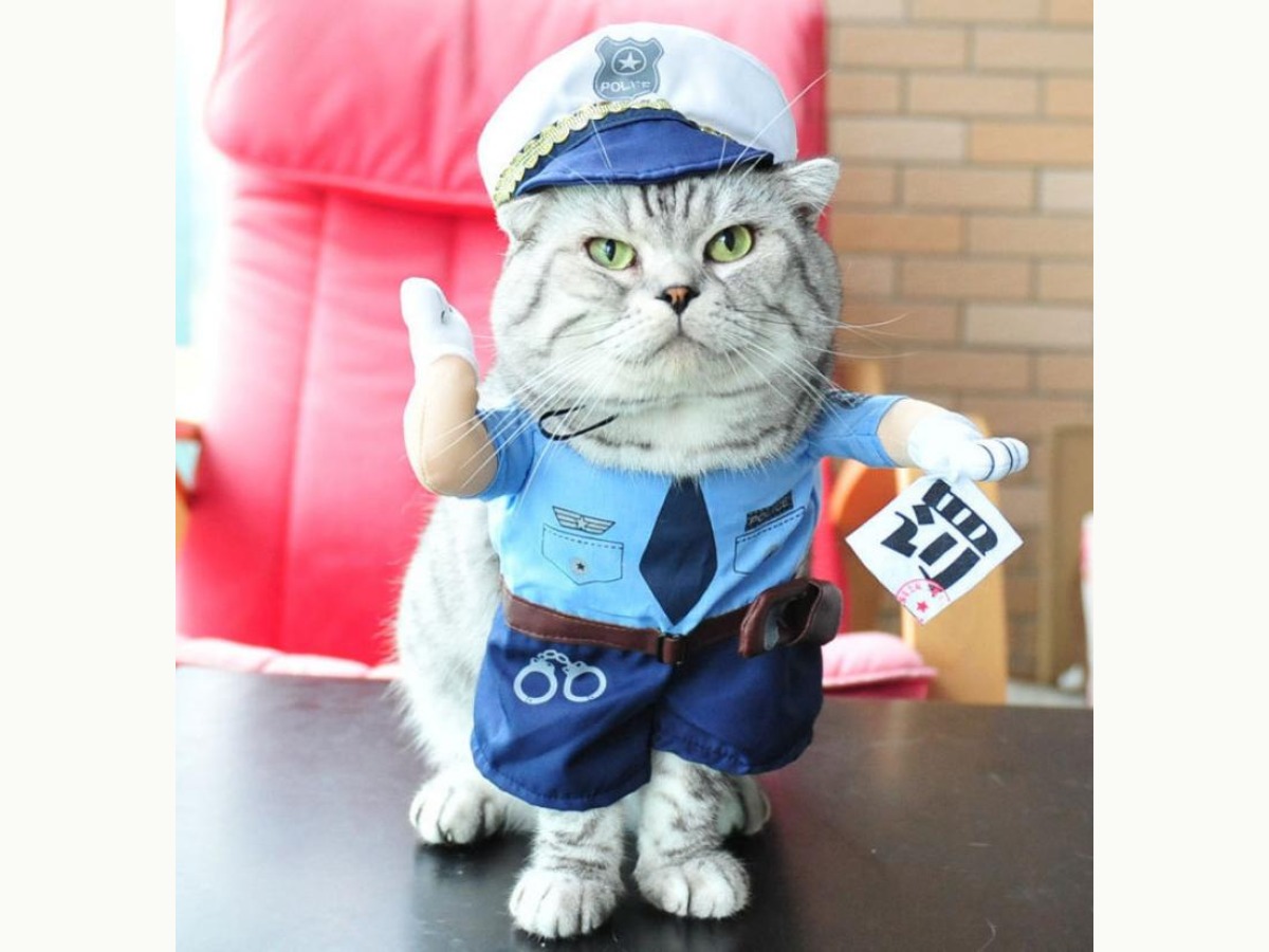 灰猫穿着警官服时一只假手抬起